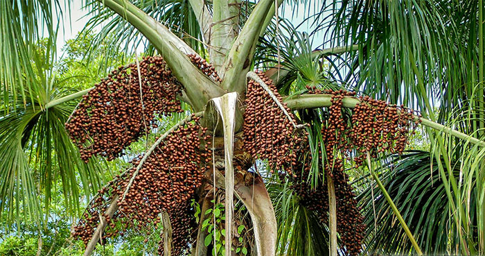 arbol de aguaje con frutos