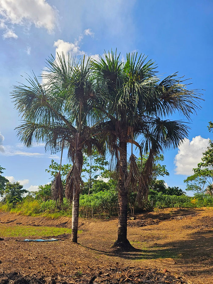 arbol del aguaje