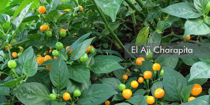 Aji charapita
