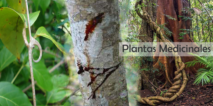 Plantas Medicinales